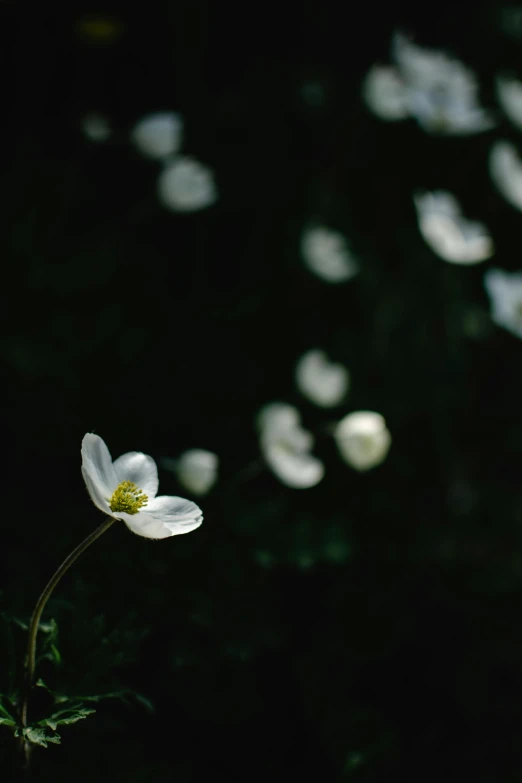 a white flower sitting on top of a lush green field, inspired by Elsa Bleda, unsplash, minimalism, in a forest at night, anemones, medium format, petals falling