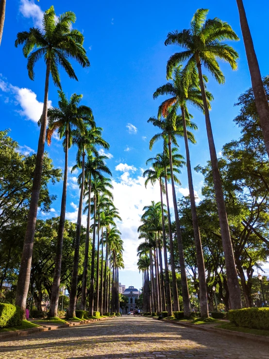 a dirt road lined with tall palm trees, huge towering magical university, neo-classical, highly upvoted, guide