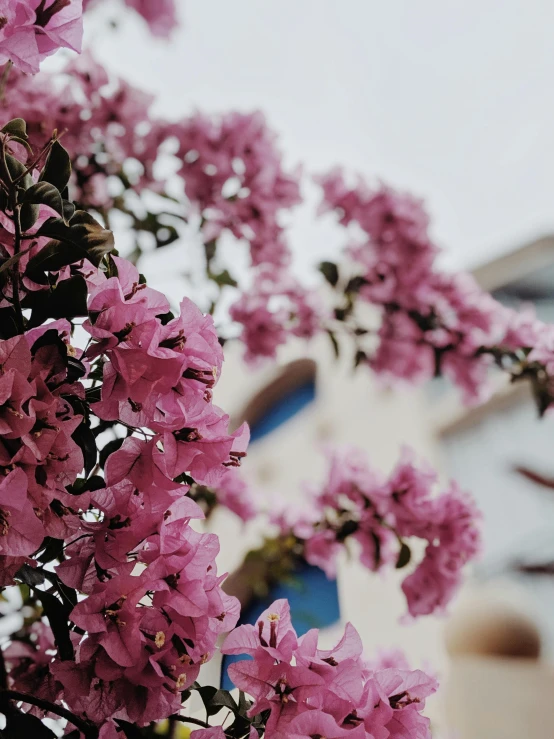 a bunch of pink flowers in front of a building, by Niko Henrichon, trending on unsplash, happening, purple flower trees, background image, close-up photo, today\'s featured photograph 4k