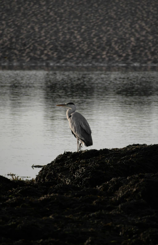 a bird standing on top of a pile of dirt next to a body of water, in the evening, heron, maryport, deep in thought