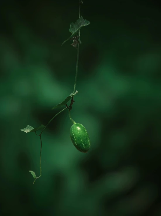 a green gourd hanging from a vine, inspired by Elsa Bleda, unsplash, paul barson, medium format. soft light, ignant, in the jungle