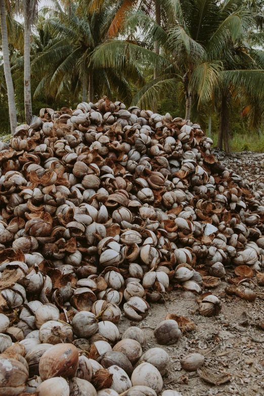 a pile of coconuts sitting on top of a sandy beach, land mines, slide show, malaysian, snails