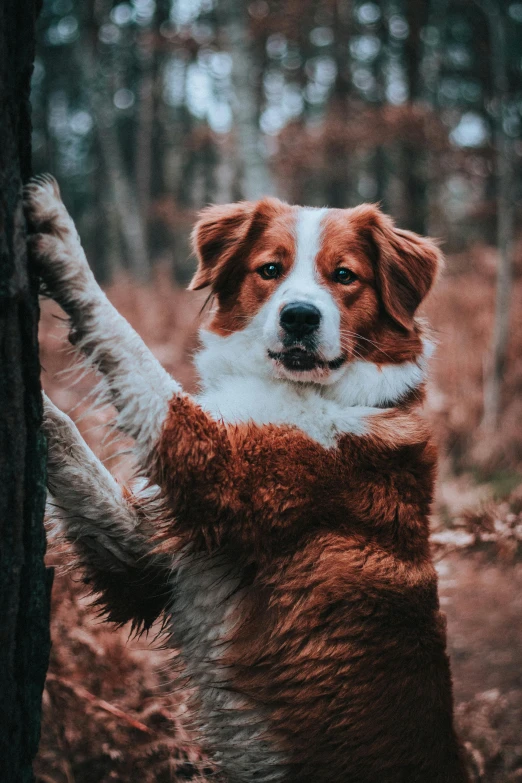 a brown and white dog standing on its hind legs, a portrait, pexels contest winner, renaissance, touching tree in a forest, ginger hair and fur, aussie, beefy
