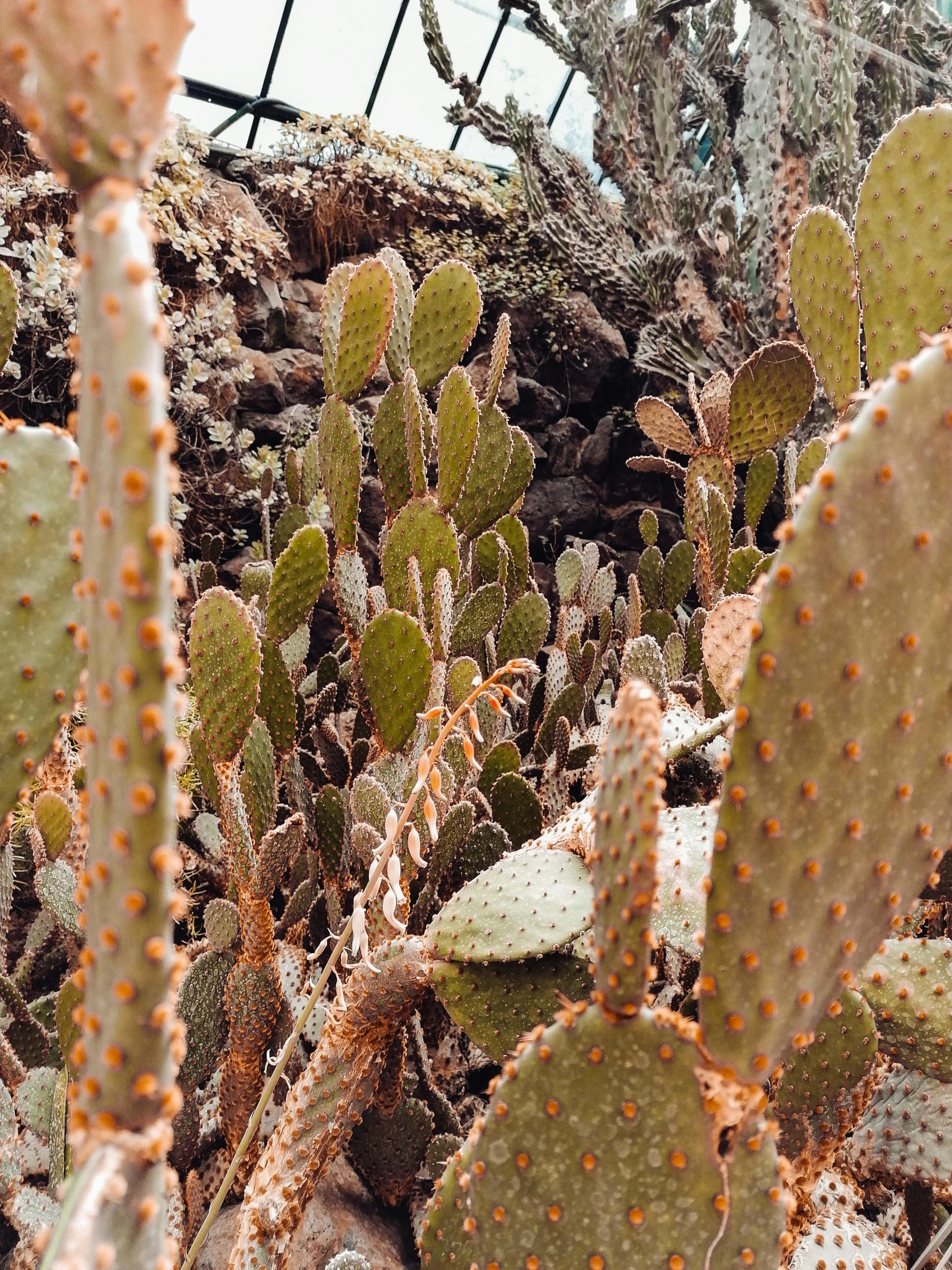 a bunch of cactus plants that are in the dirt, trending on unsplash, background image, brown holes, lush exotic vegetation, 2019 trending photo