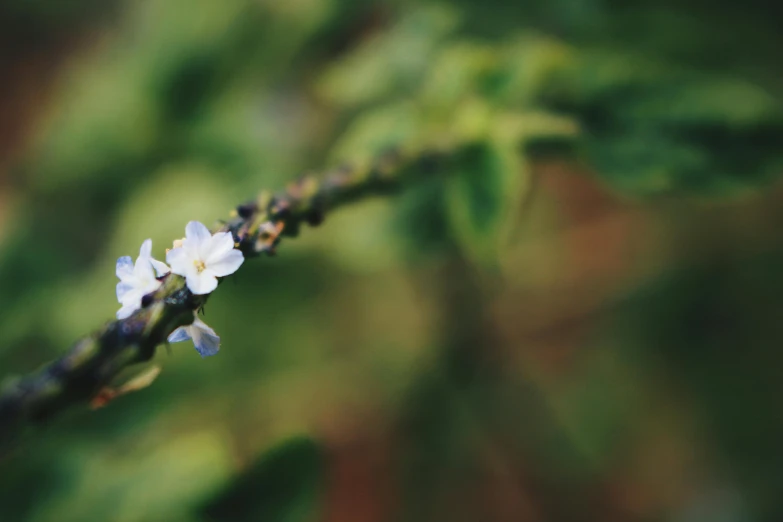 a close up of a flower on a tree branch, unsplash, herbs and flowers, bokeh”