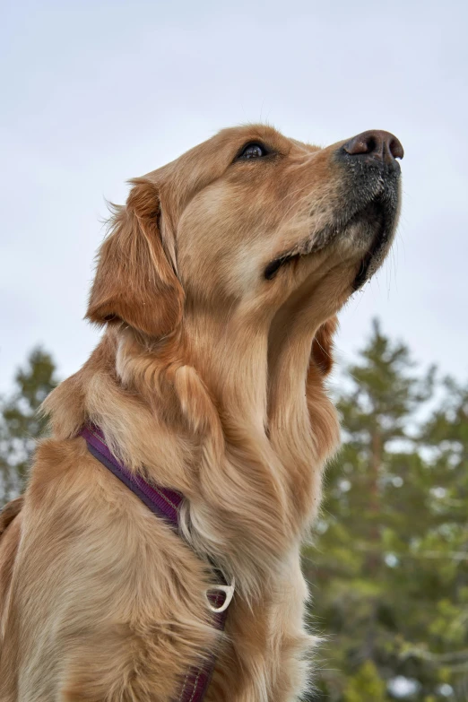 a large brown dog standing on top of a lush green field, a portrait, by Veikko Törmänen, pexels contest winner, gold and purple, looking upwards, pine, close - up profile face