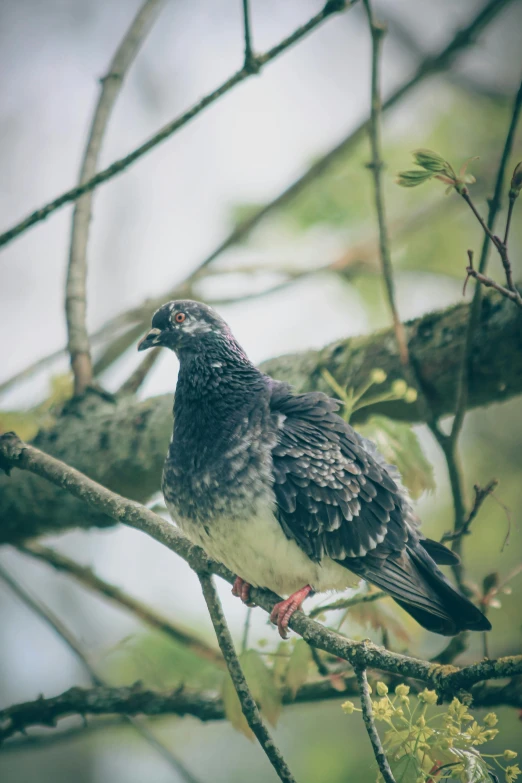 a bird sitting on top of a tree branch, looking at the camera, soaking wet, pigeon, looking off into the distance