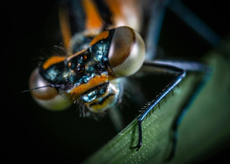 a close up of a dragonfly on a leaf, a macro photograph, by Matthias Weischer, pexels contest winner, photorealism, orange pupils, avatar image, wideangle portrait, portrait shot 8 k