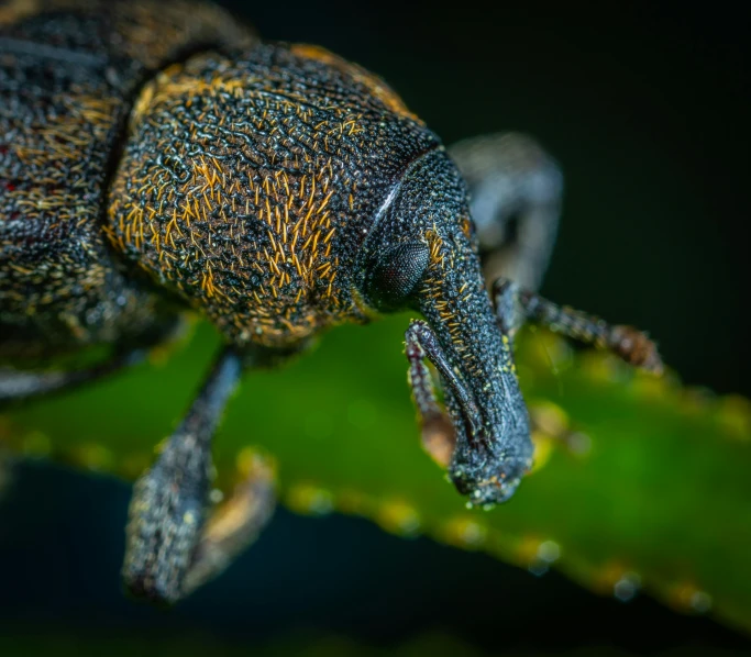 a close up of a bug on a plant, a macro photograph, by Adam Marczyński, giraffe weevil, higly detailed dark, a horned, brown