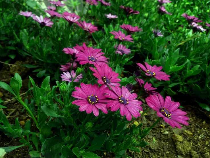a group of purple flowers sitting on top of a lush green field, a digital rendering, by Arthur Sarkissian, pexels, chrysanthemum eos-1d, flowers in a flower bed, miniature cosmos, vibrant pink