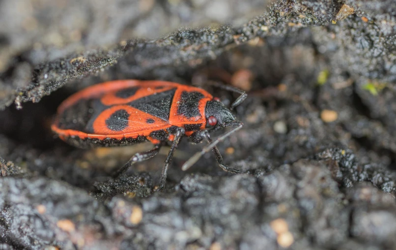 a bug that is sitting in the dirt, pexels contest winner, hurufiyya, red - black, large cornicione, high definition photo, young male