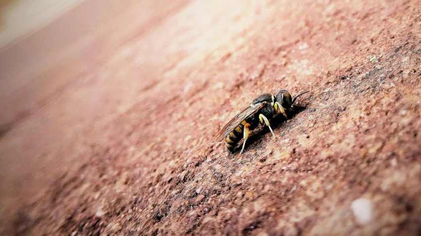 a close up of a insect on a rock, pexels contest winner, covering the ground, wasp, islamic, screensaver