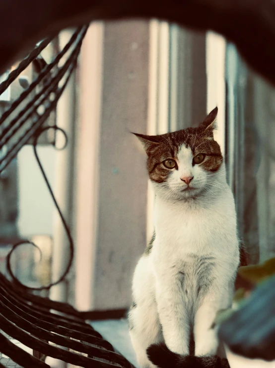 a cat that is sitting on a bench