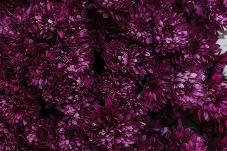 a close up of a bunch of purple flowers, pexels, baroque, chrysanthemum eos-1d, maroon red, dynamic closeup, high resolution