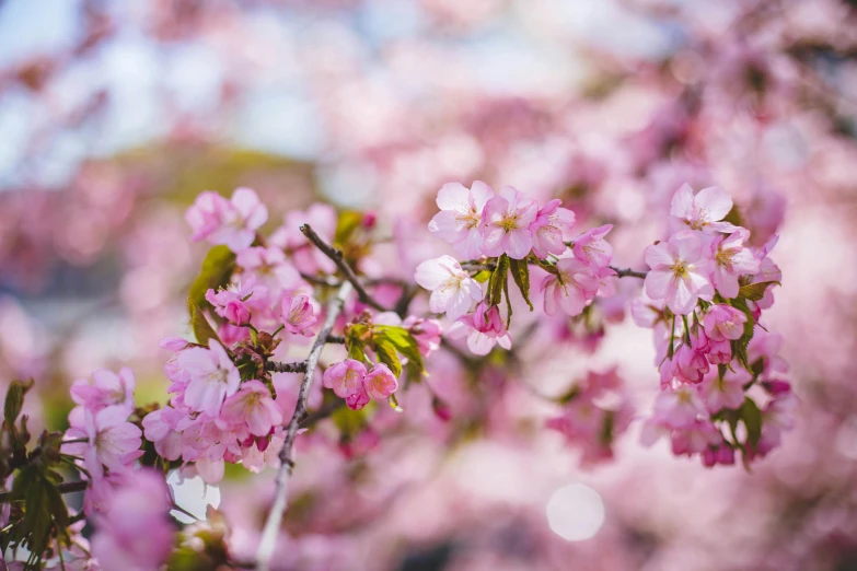 a close up of pink flowers on a tree, by Niko Henrichon, unsplash, giant cherry trees, 2 5 6 x 2 5 6 pixels, photograph of april, sydney hanson