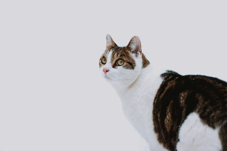 a cat that is standing in the snow, trending on pexels, minimalism, white with chocolate brown spots, white background : 3, looking regal and classic, on a white table