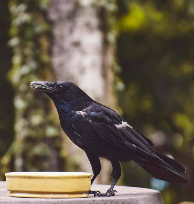 a black bird sitting on top of a yellow bowl, by Gonzalo Endara Crow, pexels contest winner, renaissance, 🦩🪐🐞👩🏻🦳, offering a plate of food, a pale skin, a wooden