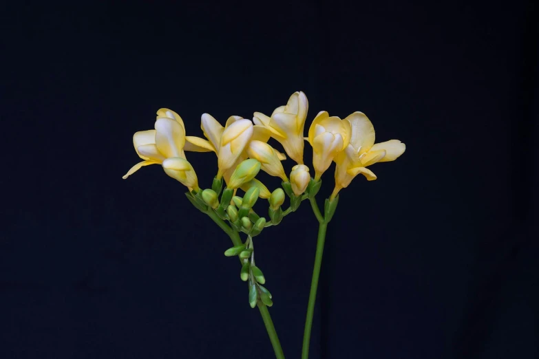 yellow flowers against a black background, a macro photograph, inspired by Robert Mapplethorpe, photorealism, high forehead, 35 mm product photo”, african sybil, shot on sony alpha dslr-a300