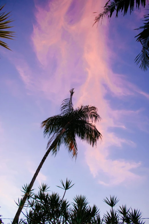 a couple of palm trees sitting next to each other, pink clouds in the sky, manly, evening light, up there