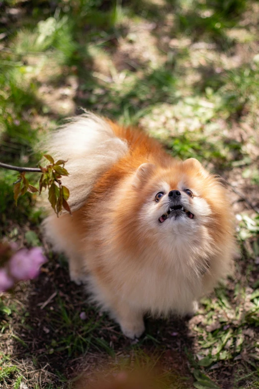 a small brown dog standing on top of a lush green field, unsplash, mingei, pomeranian, blossoms, fluffy'', in a tree
