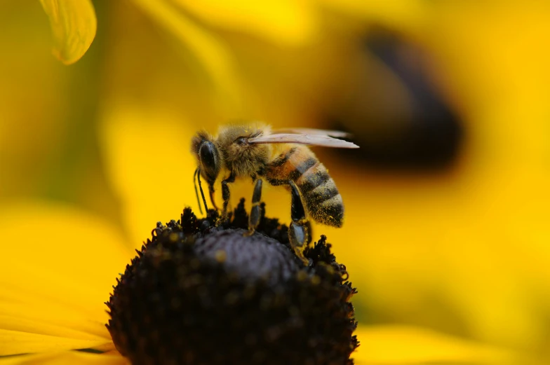 a bee sitting on top of a yellow flower, by Carey Morris, pexels contest winner, renaissance, avatar image, high quality upload, brown, 15081959 21121991 01012000 4k