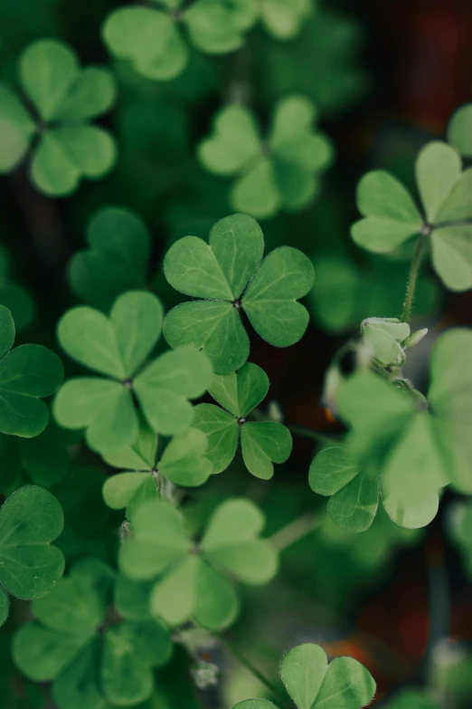 a close up of a plant with green leaves, background full of lucky clovers, instagram post, highly upvoted, multiple stories
