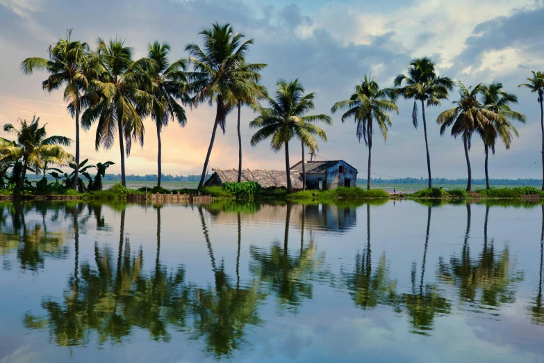 a group of palm trees next to a body of water, by Carey Morris, pexels contest winner, hurufiyya, kerala village, slide show, teaser, conde nast traveler photo