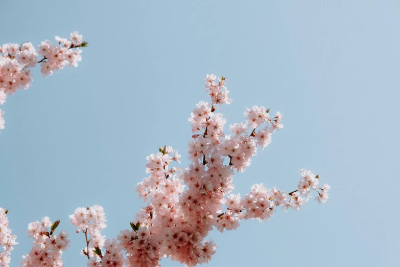 a tree with pink flowers against a blue sky, trending on unsplash, spores floating in the air, cherry, porcelain skin ”, thumbnail