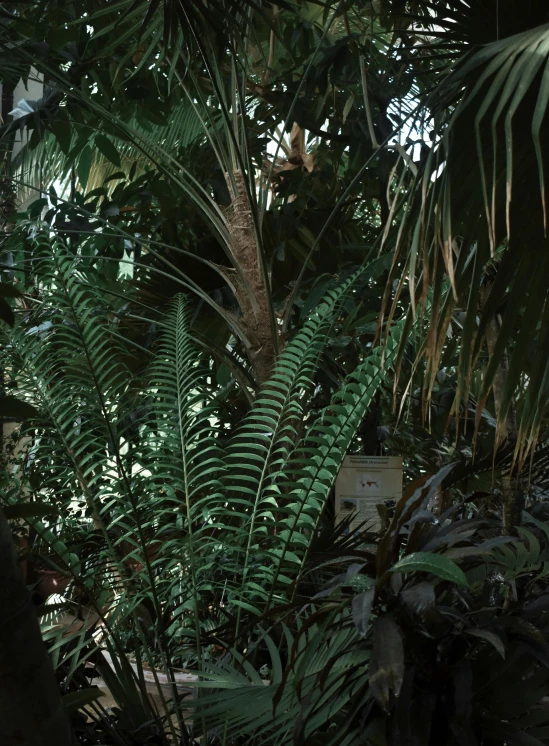 a fire hydrant sitting in the middle of a lush green forest, inspired by Thomas Struth, tropical houseplants, 1990 photograph, botanic garden, (night)