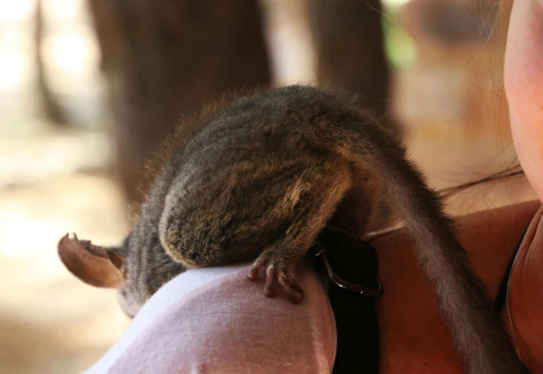 a close up of a person holding a small animal, over the shoulder, tamborine, the squirrel king, facing away from the camera