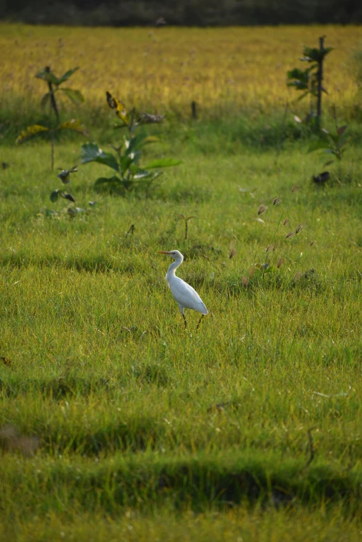 a white bird standing on top of a lush green field, hurufiyya, cambodia, white and yellow scheme, heron, outside