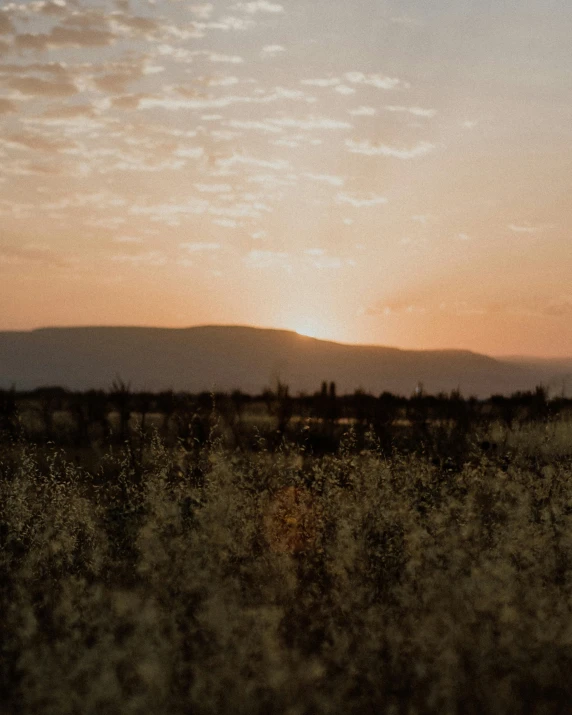 a giraffe standing on top of a lush green field, a picture, by Attila Meszlenyi, trending on unsplash, color field, sunset in a valley, giant crater in distance, field of flowers at night, trending on vsco