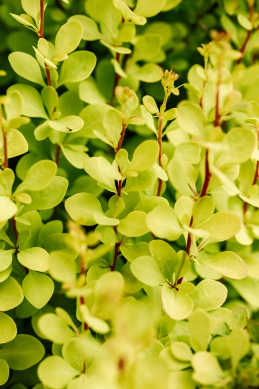 a close up of a plant with green leaves, shades of gold display naturally, various sizes, lime green, zoomed in