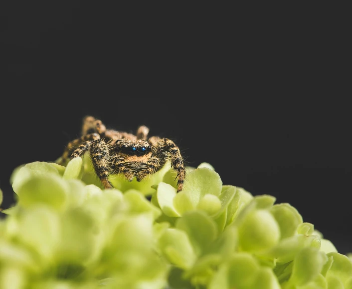 a spider sitting on top of a green plant, a macro photograph, unsplash, stacked image, illustration »