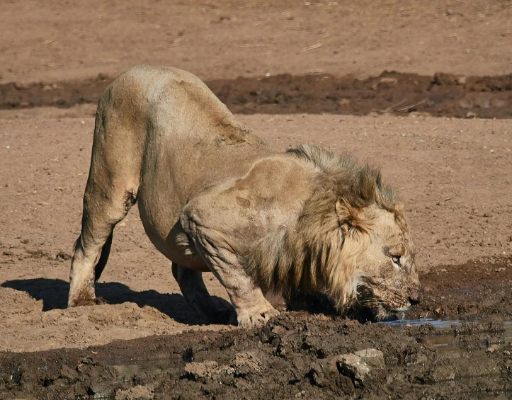 a lion that is standing in the dirt, drinking, covered in mud, filling with water