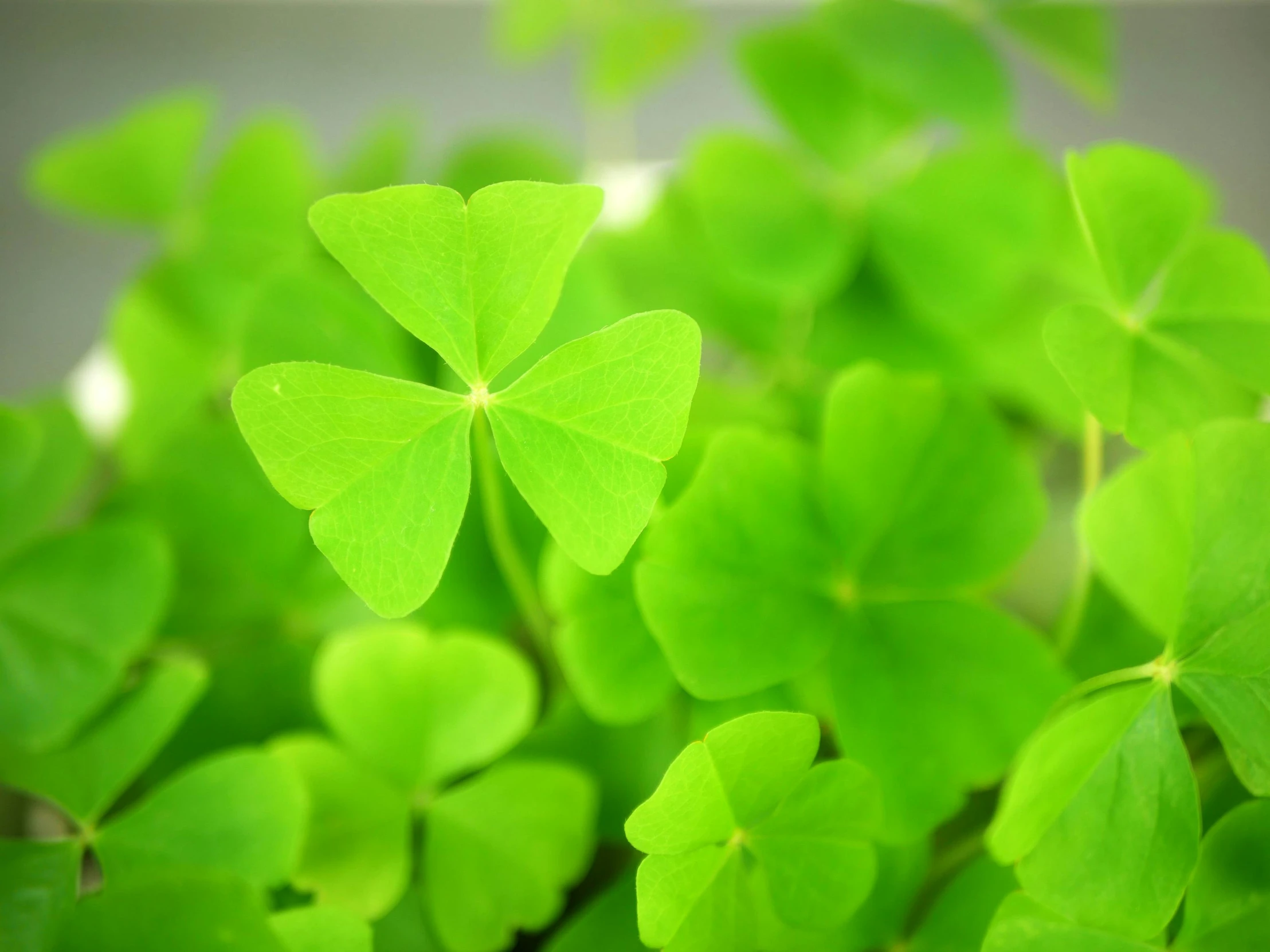 a close up of a plant with green leaves, background full of lucky clovers, instagram post, getty images, no cropping