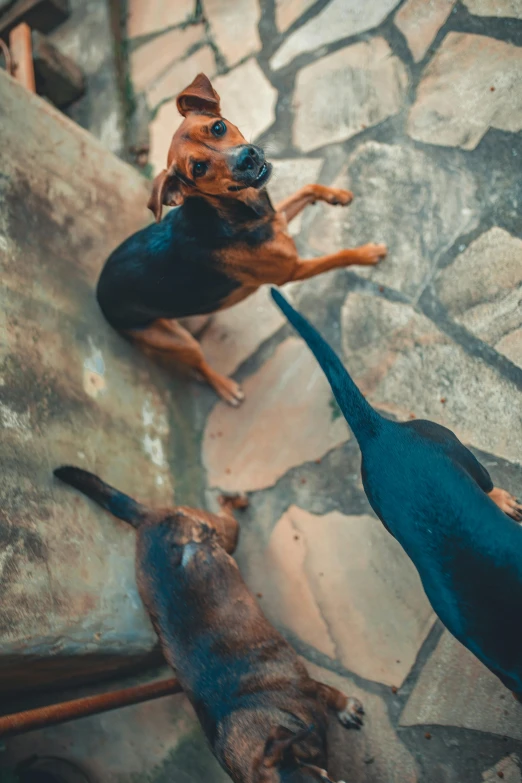 a couple of dogs standing on top of a stone floor, pexels contest winner, animals chasing, top down shot, three animals, pouncing