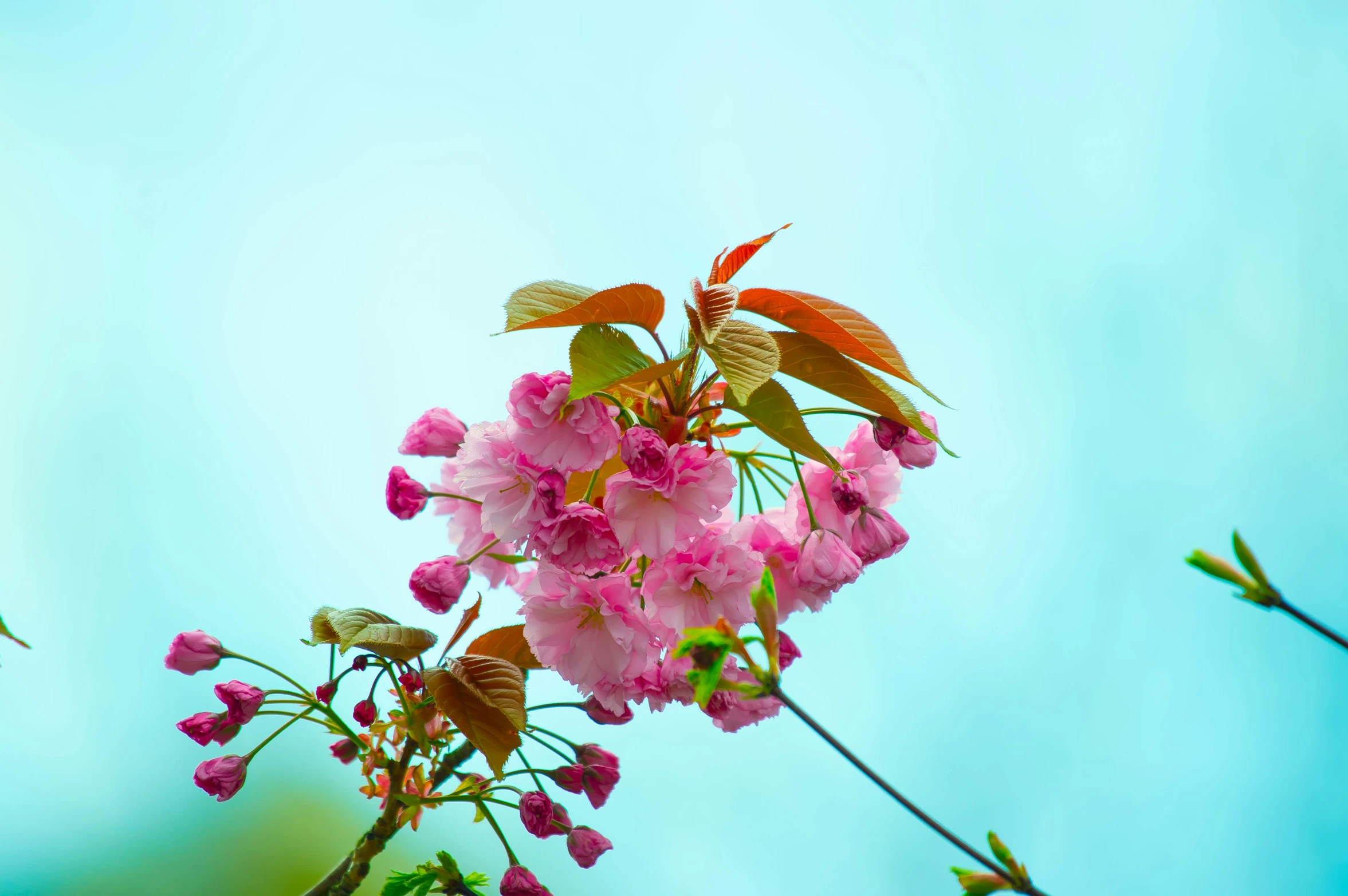 a close up of a pink flower on a tree, an album cover, unsplash, sky blue, japanese flower arrangements, paul barson, vibrant foliage