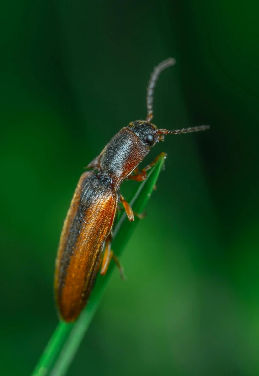 a beetle sitting on top of a green leaf, by Greg Rutkowski, straw, multiple stories, stockphoto, portrait of tall