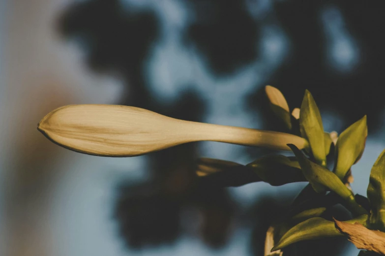 a wooden spoon sitting on top of a tree branch, a macro photograph, unsplash, hurufiyya, exotic lily ears, obscured underexposed view, yellowed, swoosh