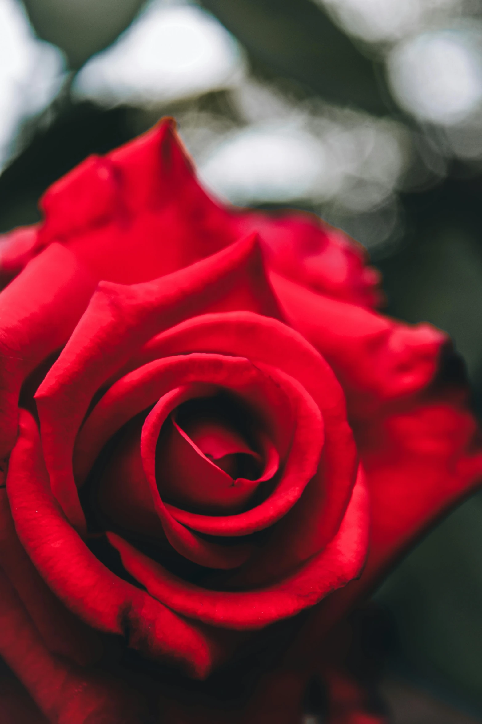 a red rose sitting on top of a table, up close, close to the camera