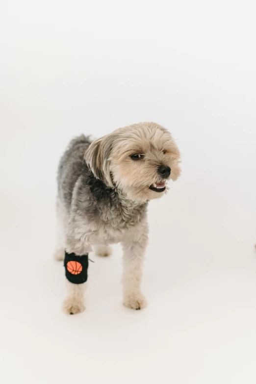 a couple of dogs standing next to each other, dribble, black bandage on arms, detailed product image, high resolution image, zumi