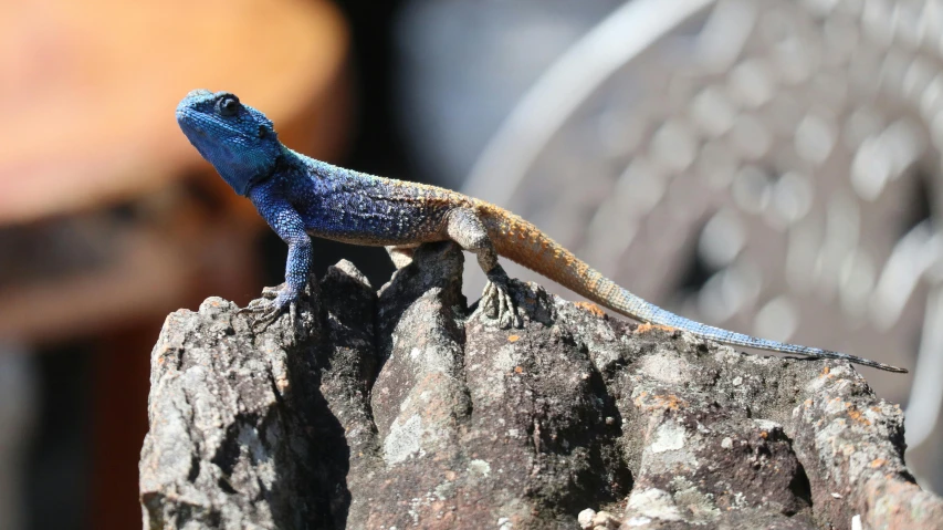 a close up of a lizard on a rock, pexels contest winner, blue and black, charred, australian, highly detailed realistic