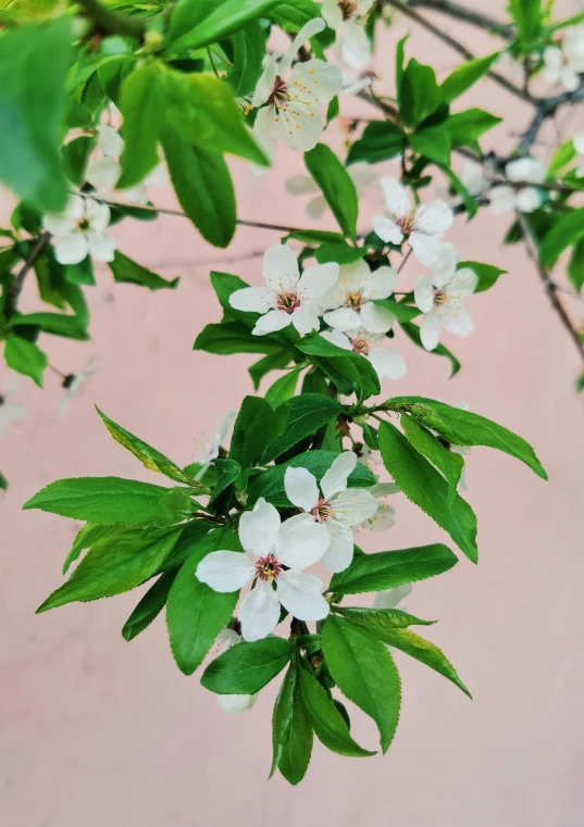 a close up of a tree with white flowers, trending on unsplash, arabesque, lush garden leaves and flowers, background image, indoor picture, instagram post