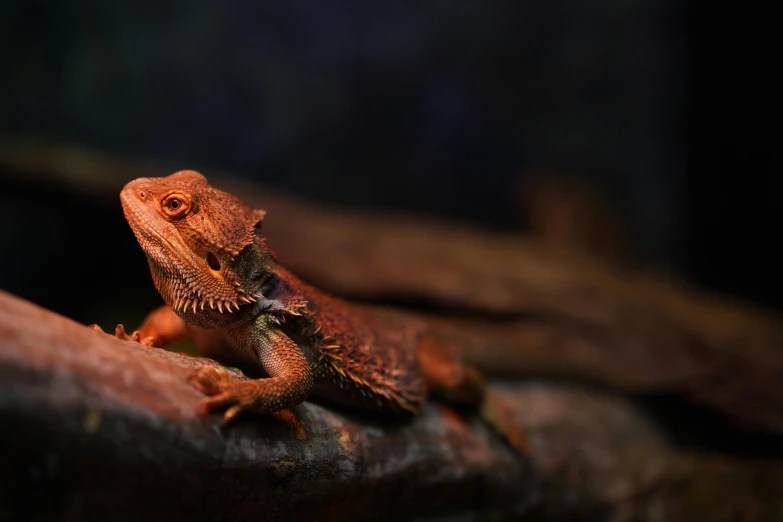 a lizard sitting on top of a tree branch, trending on pexels, giant dragon resting in a cave, warm coloured, vivarium, australian