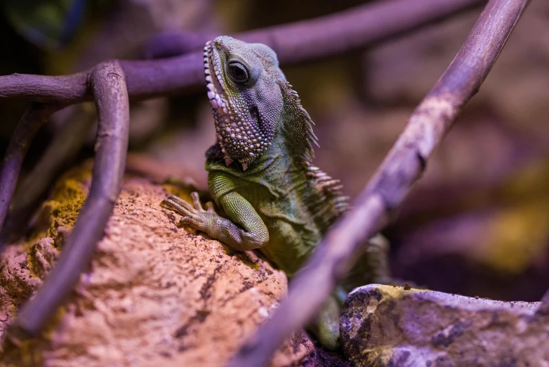 a lizard that is sitting on a rock, biodome, water dragon, looking off into the distance, warm coloured