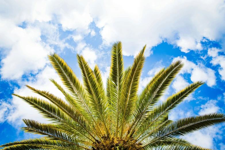 a palm tree with a blue sky in the background, by Carey Morris, unsplash, hurufiyya, fan favorite, “ iron bark, overhead canopy, partly cloudy sky