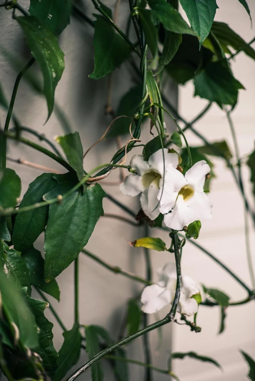 a close up of a plant with white flowers, inspired by Nell Dorr, unsplash, renaissance, hanging vines, morning glory flowers, ignant, in bloom greenhouse