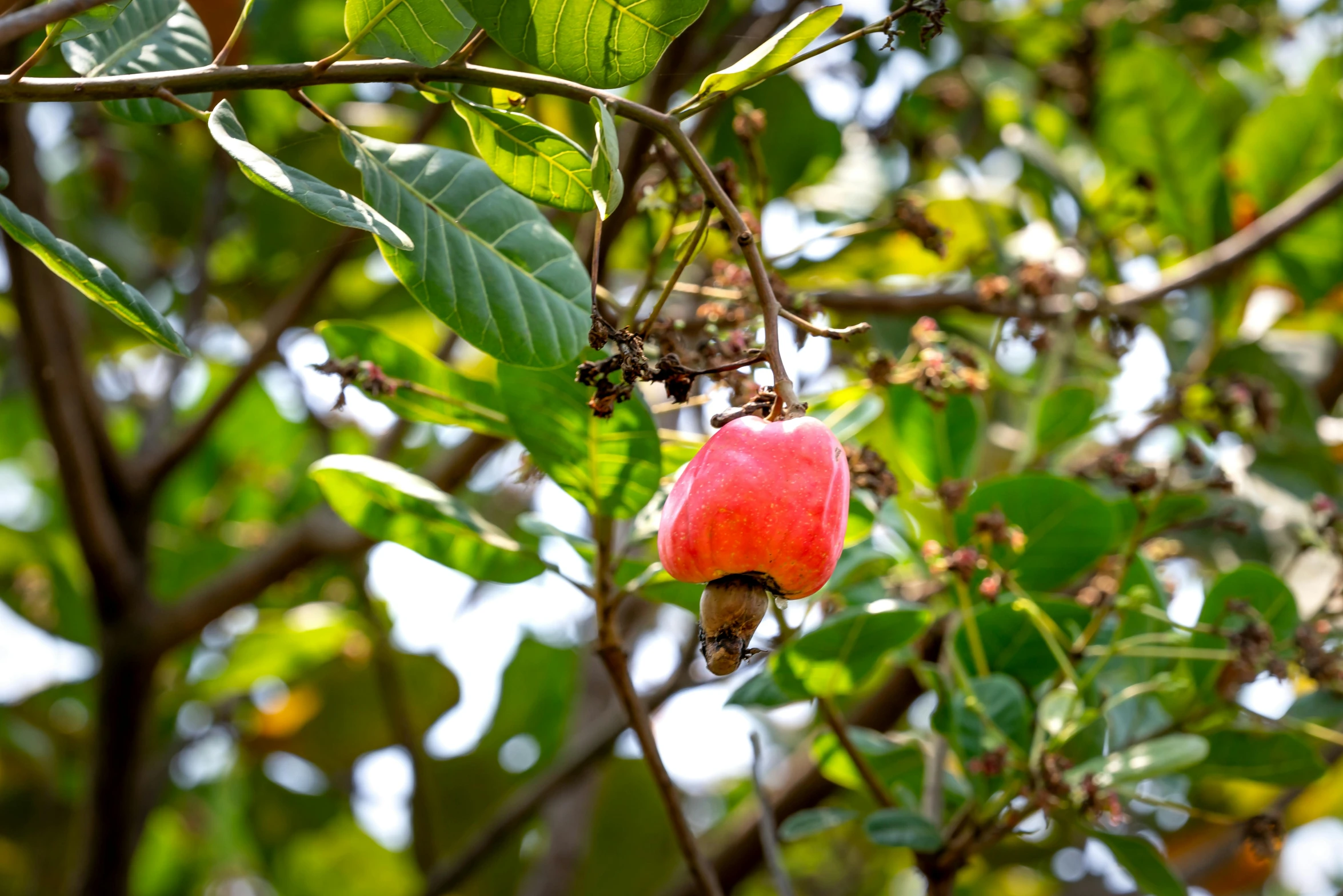 a close up of a fruit on a tree, hurufiyya, pink and red colors, having a snack, bells, instagram photo