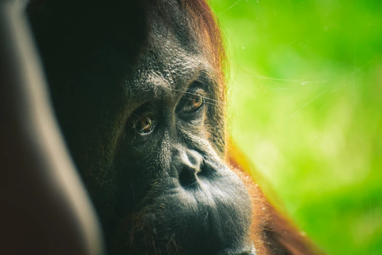 a close up of a monkey looking out a window, inspired by Alex Petruk APe, pexels contest winner, sumatraism, in a jungle environment, brown, 30 years old woman, orangutan